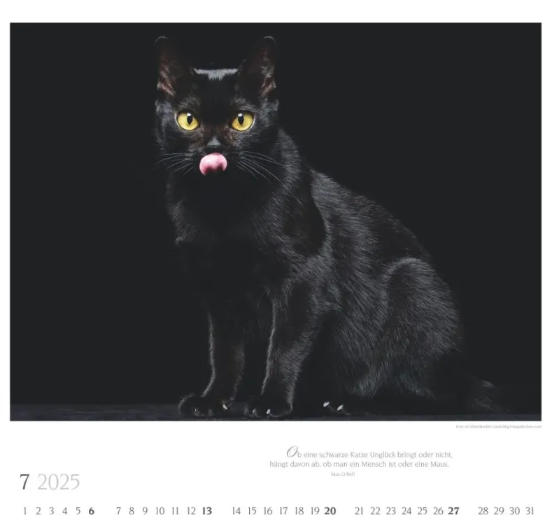Weingarten Katzen Diven Auf Samtpfoten Kalender 2025