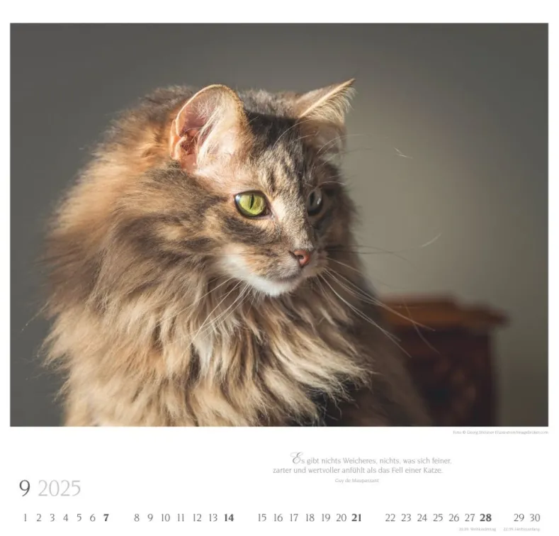 Weingarten Katzen Diven Auf Samtpfoten Kalender 2025