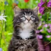 Weingarten Katzen Kalender 2025