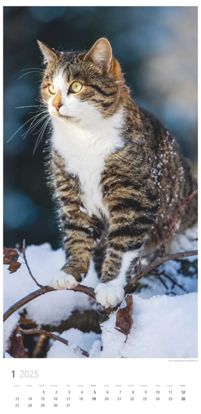 Weingarten Katzen Kalender 2025