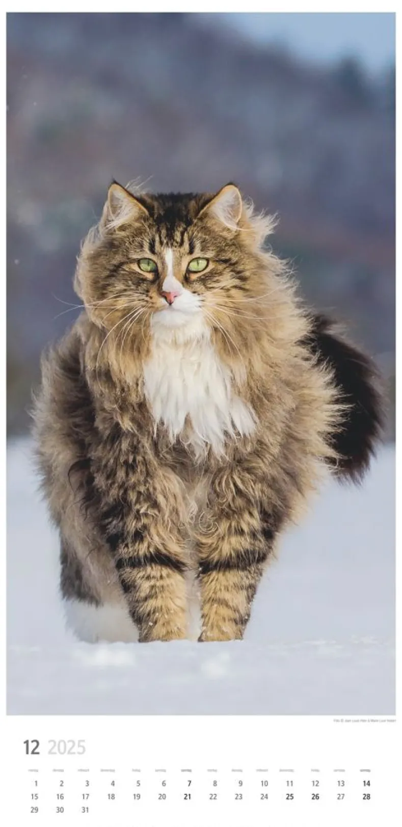 Weingarten Katzen Kalender 2025