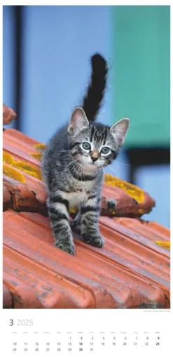 Weingarten Katzen Kalender 2025
