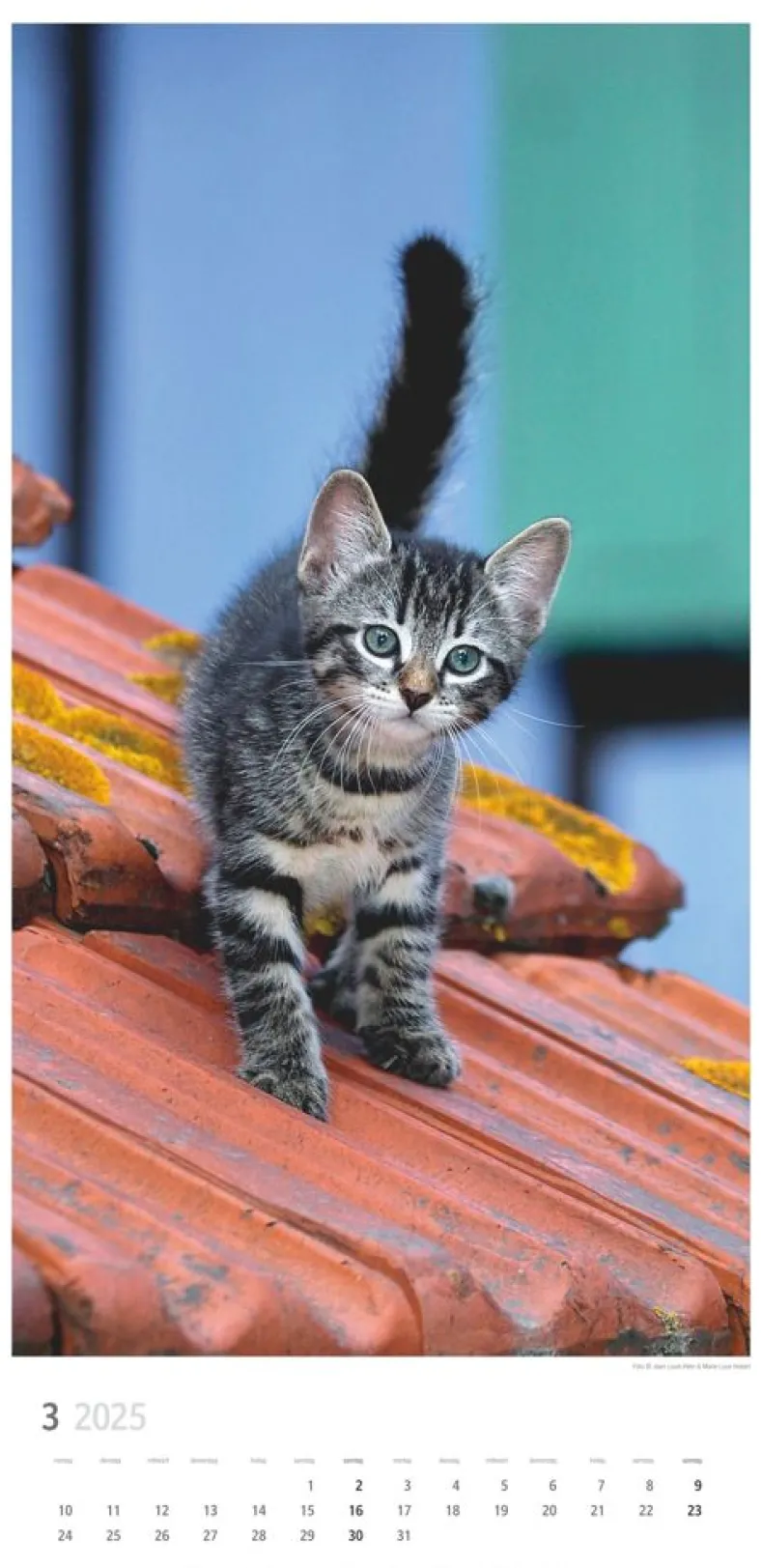 Weingarten Katzen Kalender 2025