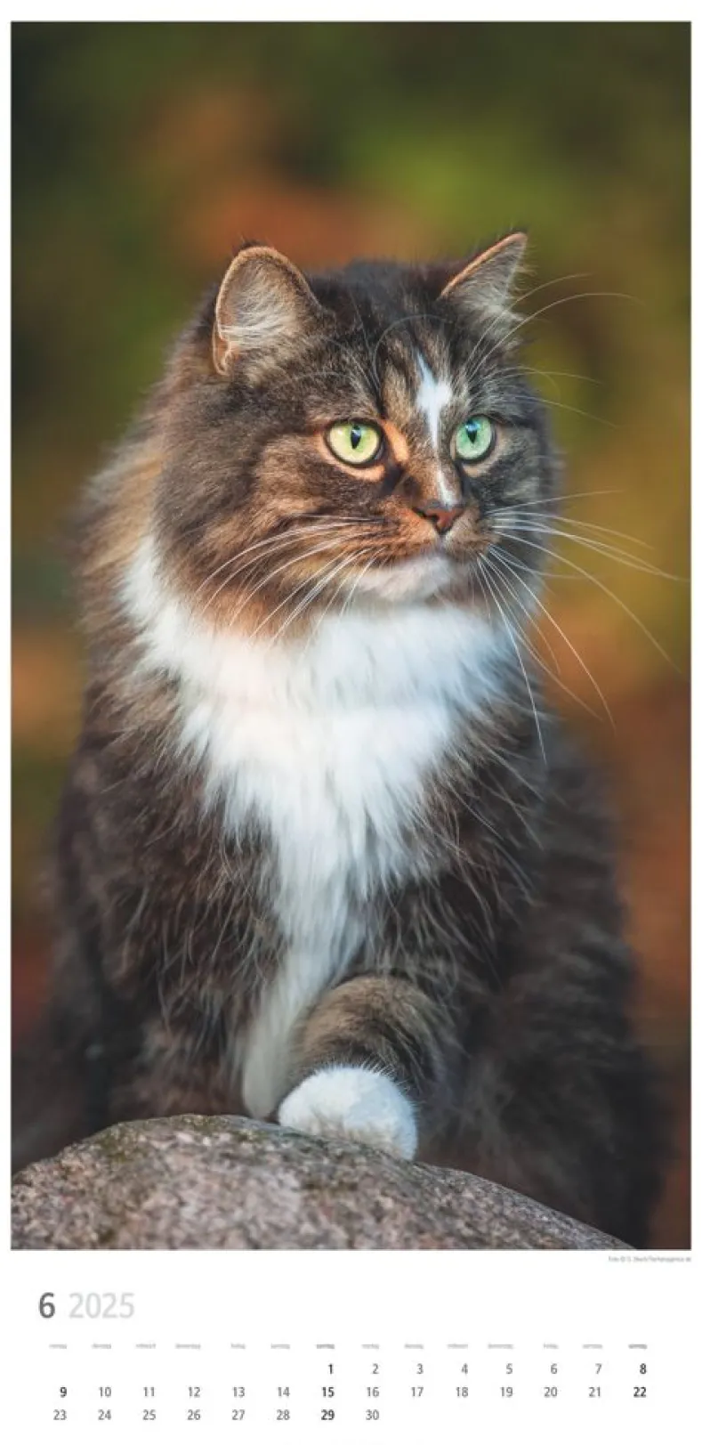 Weingarten Katzen Kalender 2025