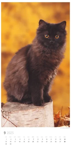 Weingarten Katzen Kalender 2025