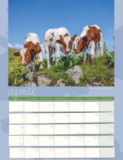 Weingarten Kuh Kalender 2025