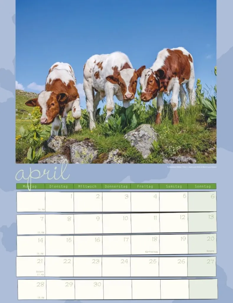 Weingarten Kuh Kalender 2025