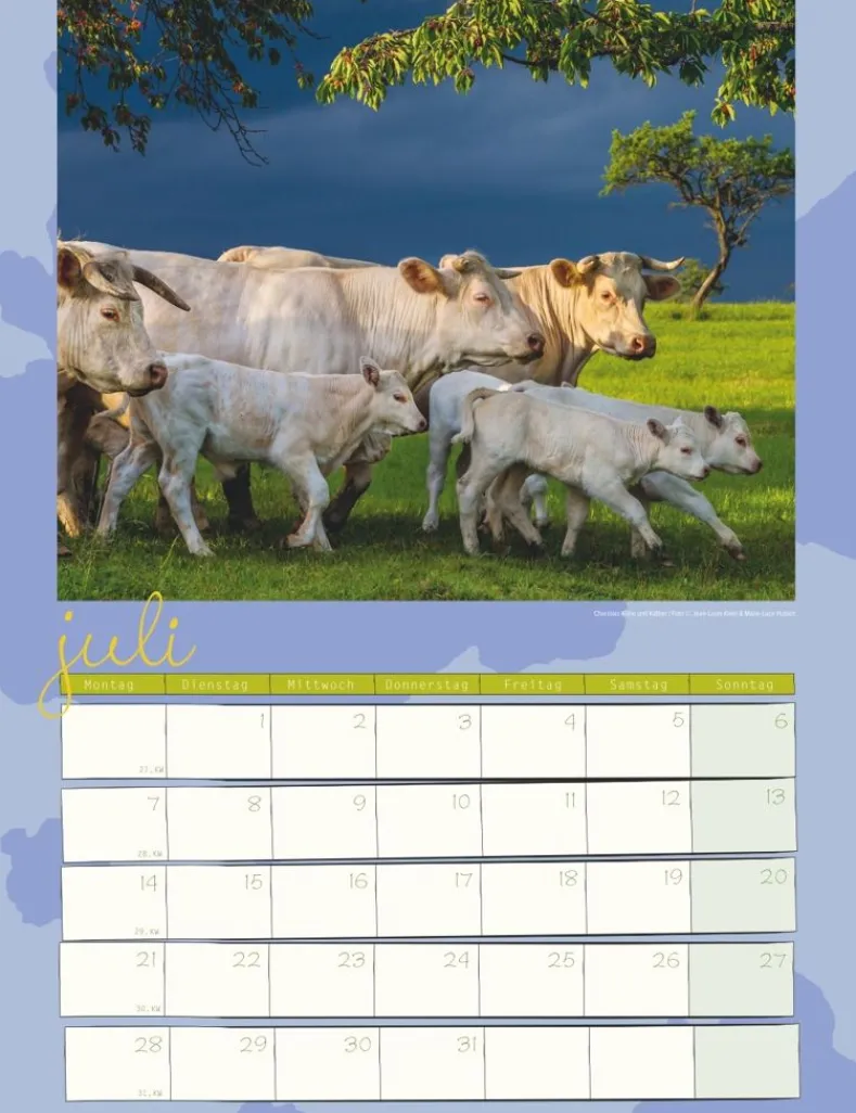 Weingarten Kuh Kalender 2025