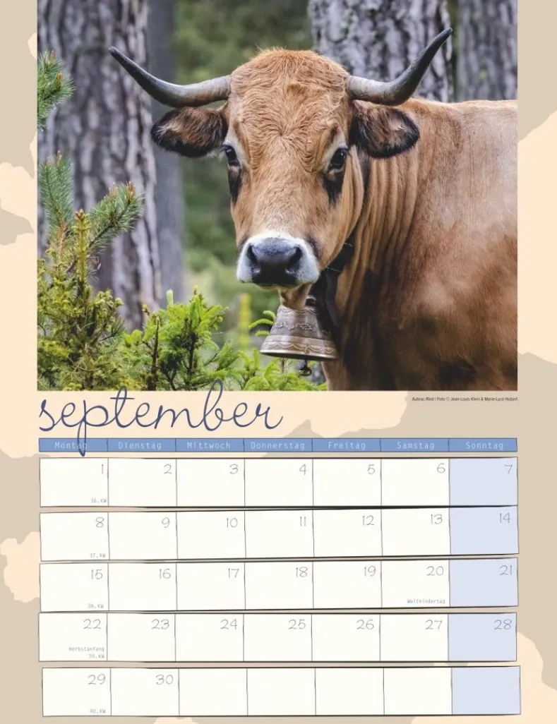 Weingarten Kuh Kalender 2025