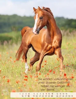 Weingarten Pferdepoesie Kalender 2025