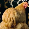 Weingarten Pretty Chicks Kalender 2025