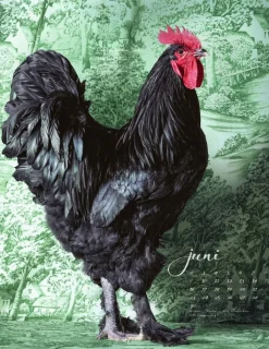 Weingarten Pretty Chicks Kalender 2025