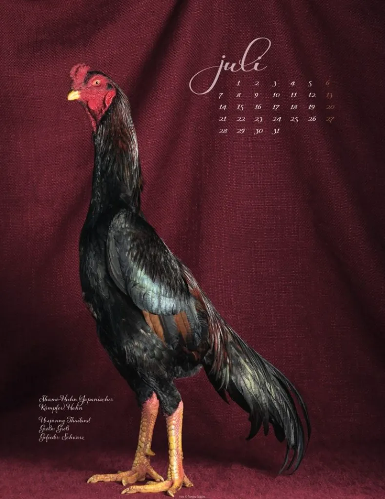Weingarten Pretty Chicks Kalender 2025