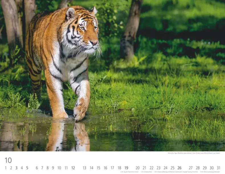 Weingarten Tiger Kalender 2025
