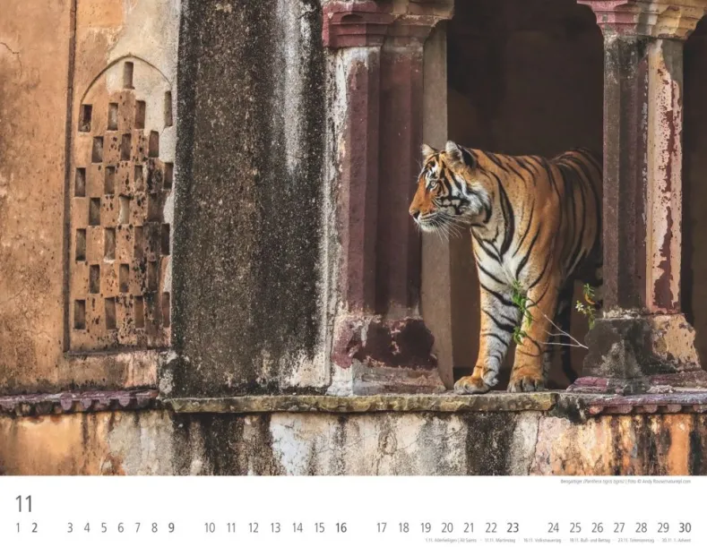 Weingarten Tiger Kalender 2025
