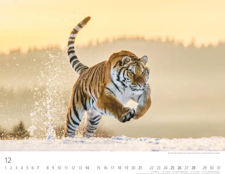 Weingarten Tiger Kalender 2025