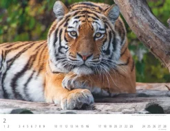 Weingarten Tiger Kalender 2025