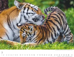 Weingarten Tiger Kalender 2025
