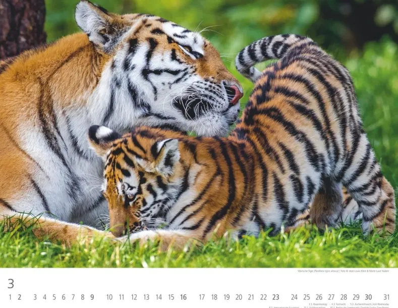 Weingarten Tiger Kalender 2025