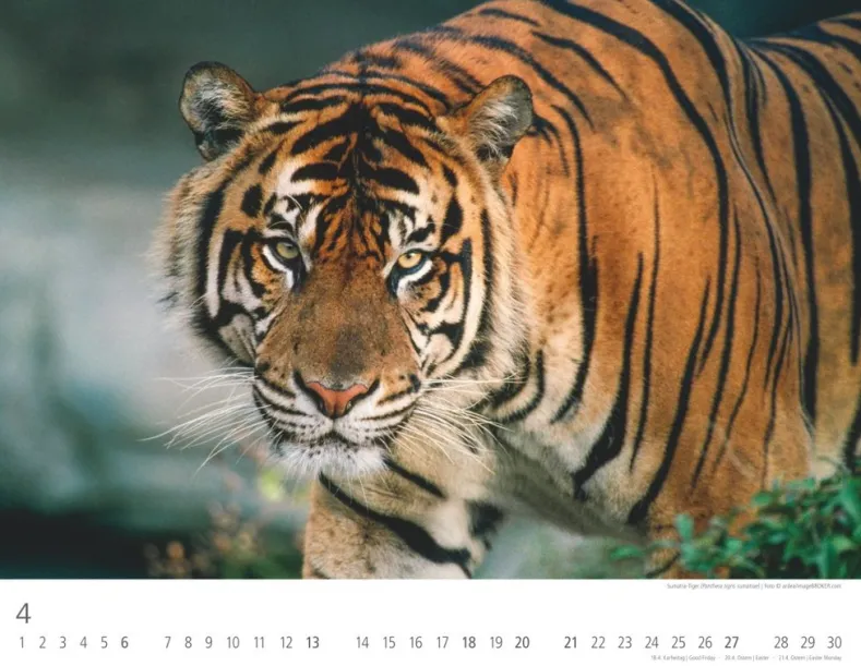 Weingarten Tiger Kalender 2025
