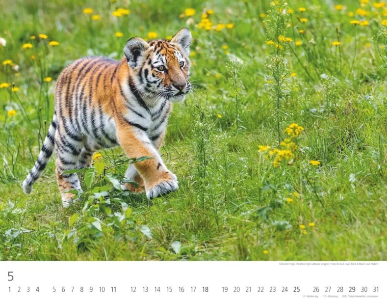 Weingarten Tiger Kalender 2025