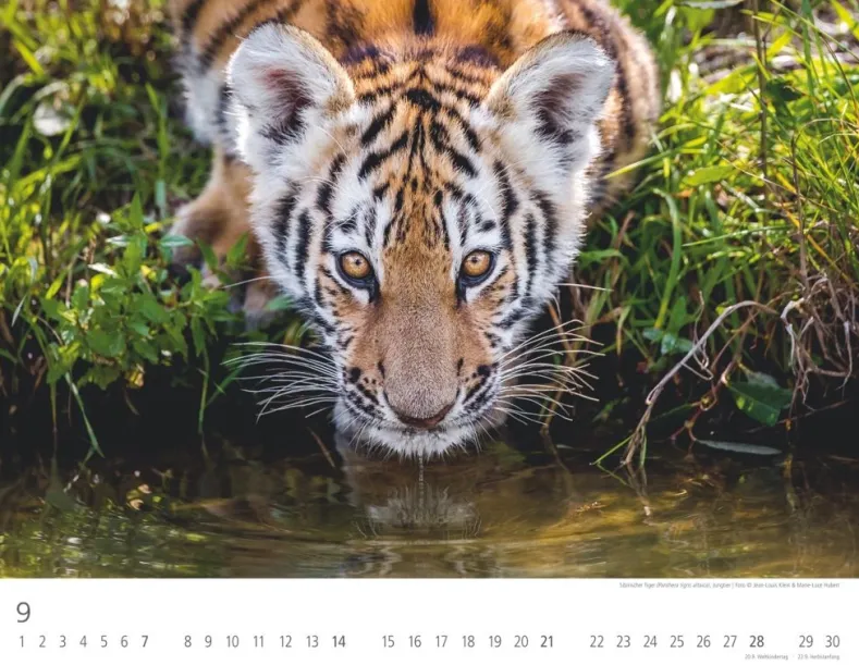 Weingarten Tiger Kalender 2025