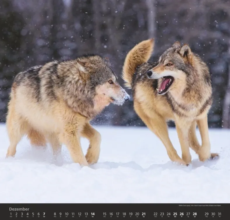 Weingarten Wolfe Kalender 2025