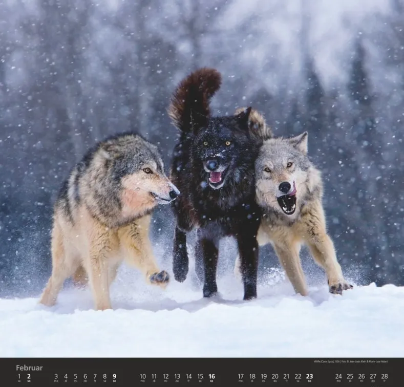 Weingarten Wolfe Kalender 2025