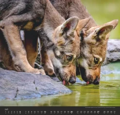 Weingarten Wolfe Kalender 2025